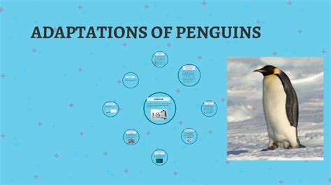 Respect Penguin Environments and Behaviors