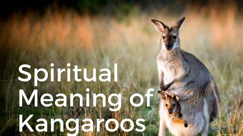 Revealing the Hidden Lives of Kangaroos: A Deeper Dive into Their Daily Routines