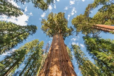 Revealing the Magnificence of Stately Arboreal Giants