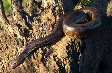 Revealing the Mysteries of Anaconda Behavior and Habitat