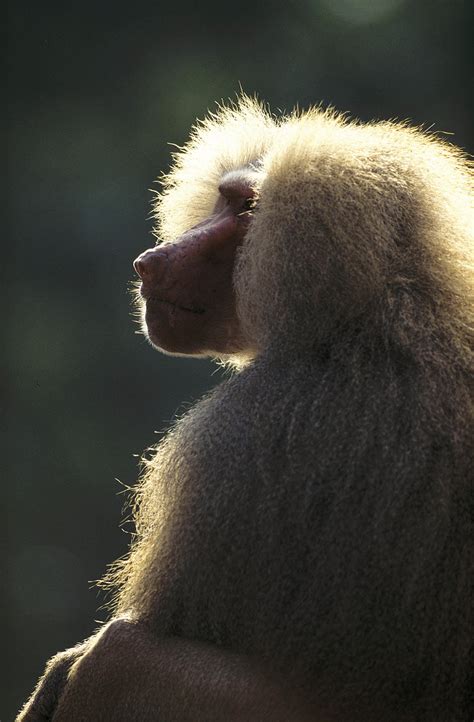 Revealing the Mysterious Truth behind Slaying Sacred Baboons in Visions