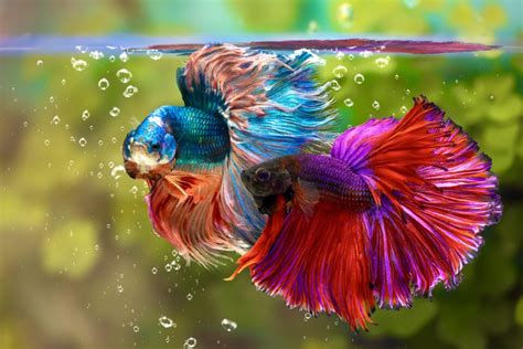 Revealing the Pugnacious Nature of Siamese Fighting Fish