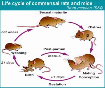 Revealing the Relationship Between Rats and Metamorphosis