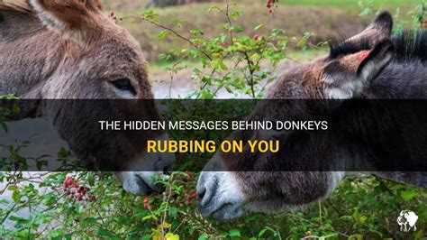 Revealing the undisclosed messages behind visions of donkeys in motion