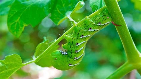 Revolutionary Approaches to Managing Caterpillar Infestations