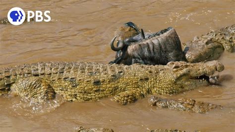 Risking It All: The Perils of Crossing a Crocodile-Infested River