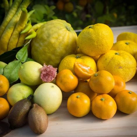 Scientific Explanations for the Phenomenon of Extraordinary Citrus Fruits