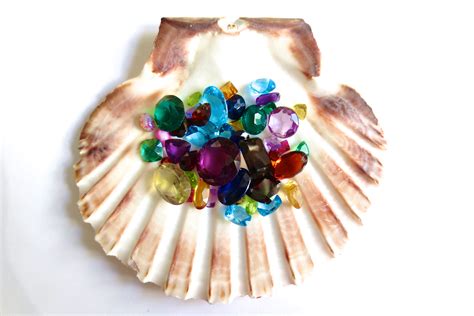 Seashells: Nature's Precious Gems - How to Preserve and Showcase Your Collection