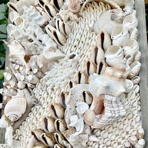 Seashells as Remembrances: Unearthing Memories of Coastal Paradises