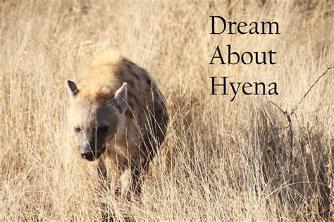 Seeking Guidance: Exploring the Role of Dream Analysis in Understanding Hyena Dreams