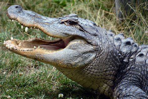 Seeking Guidance: Understanding the Significance of an Alligator Consuming an Individual's Body through a Professional Perspective