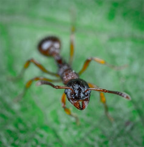 Seeking Professional Assistance: When to Contact an Exterminator for Dealing with Black Ant Infestations