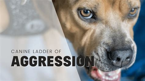 Seeking Professional Guidance for Interpretation and Resolution of Canine Aggression Nightmares