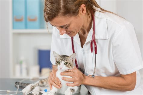 Seeking Veterinary Guidance: When to Visit the Veterinarian