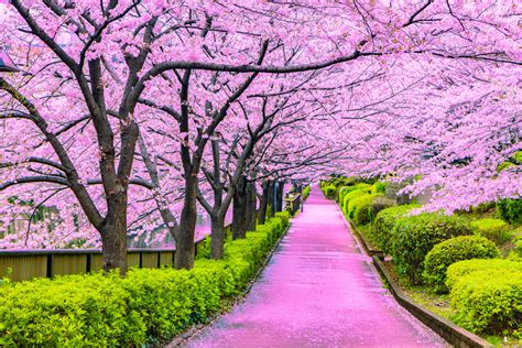 Select the Perfect Location for Your Blossom Area