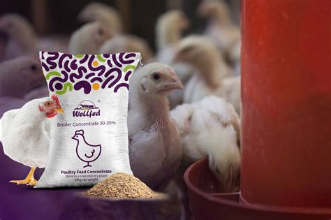 Selecting the Ideal Feed for Your Poultry Flock