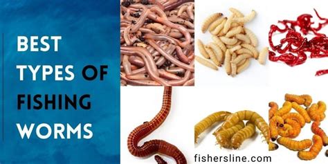 Selecting the Right Type of Worm for Different Fishing Conditions