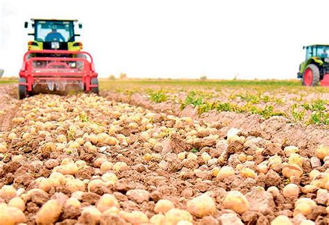 Selecting the Right Variety for Impressive Harvest