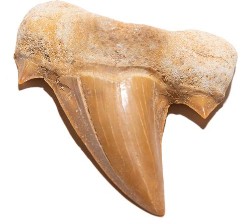 Shark Teeth in Popular Culture: From Ancient Beliefs to Modern Desires