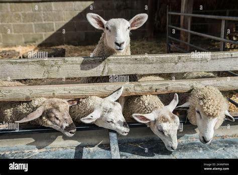 Sheep Pursuit: Peering into Unresolved Internal Conflicts