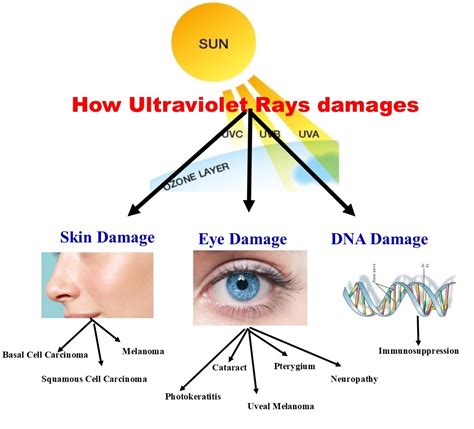 Shielding Your Skin from Damaging Ultraviolet Rays