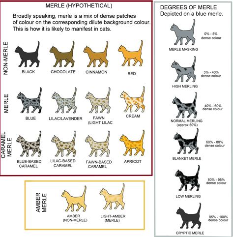 Shifting Shades: Exploring the Unique Transformation of Feline Colors