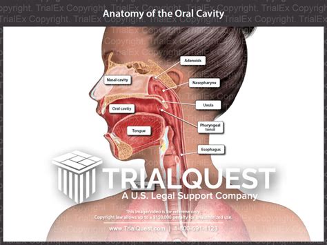 Significance of an Unusual Night Vision: A Fish in Your Oral Cavity