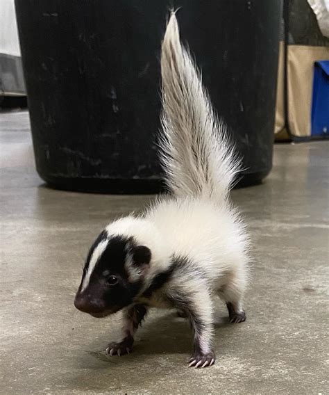 Skunks as Nontraditional Pets: Worth Considering?