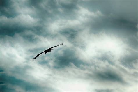 Soaring Towards the Sky: The Phenomenon of Avian Flight