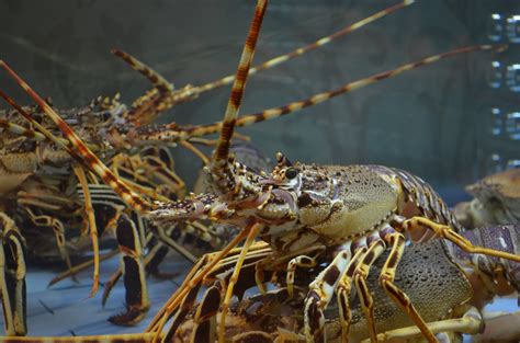 Social Structures and Behavior: Exploring the Intricate Lives of Lobsters