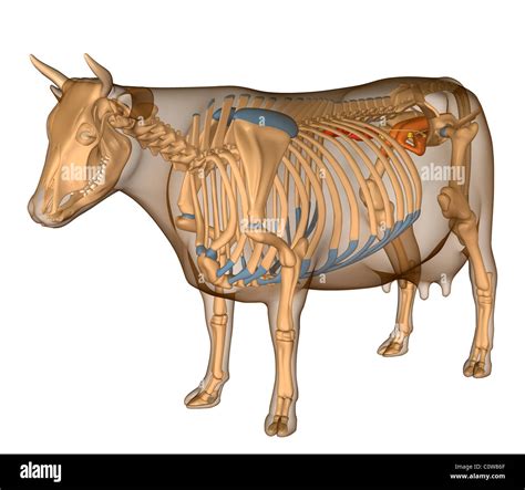 Social and Religious Restrictions Surrounding Cow Reproduction