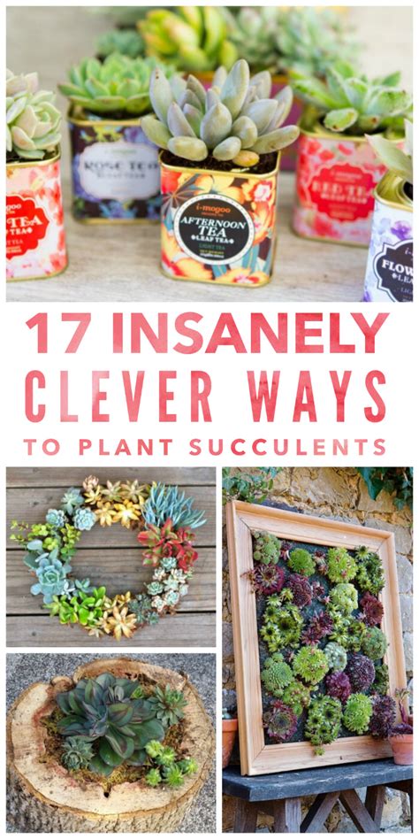 Spice up your Cuisine: Creative Ways to Incorporate Succulents into Your Recipes