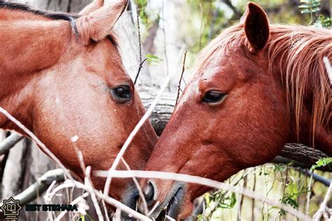 Spiritual Encounters: Insights into Horse Mating Dreams as Divine Messages