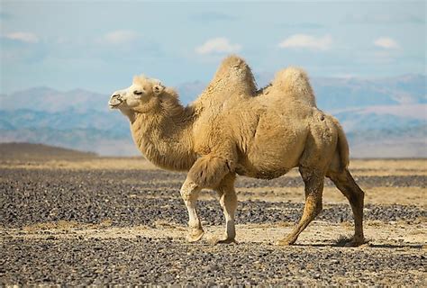 Spiritual Significance of the Enigmatic Dark Woolly Camelid