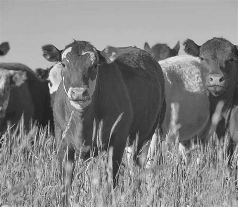 Steps to Maintain Optimal Health for Your Bovine Partner