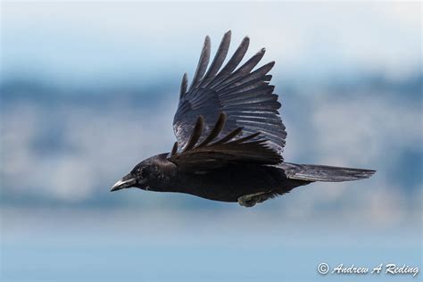 Steps to Take after Experiencing a Crow's Flight Inside Your Home