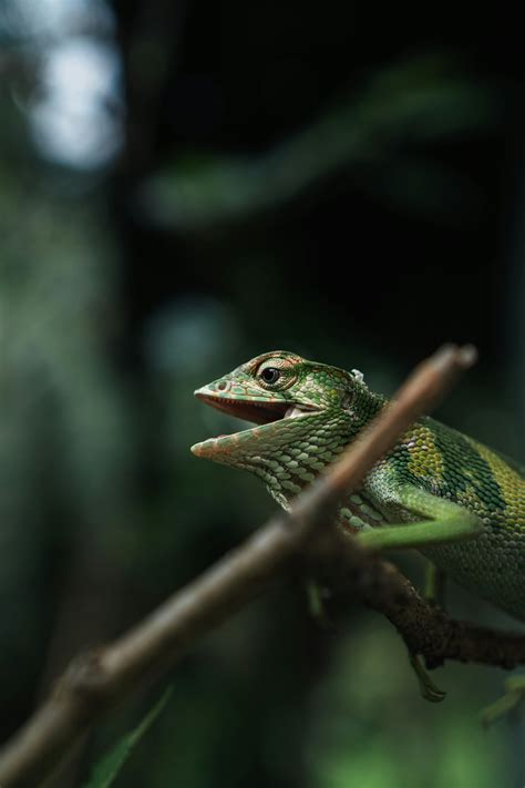 Strategies for Overcoming Fear and Anxiety Caused by Reptile Wounds in Visions