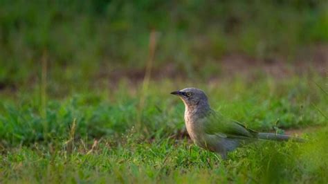 Strategies to Ensure Personal Safety in the Face of Avian Predators