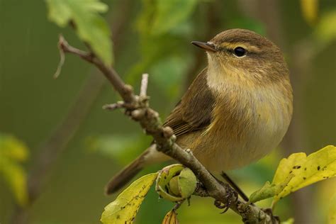 Superstitious beliefs and cultural interpretations of avian bites