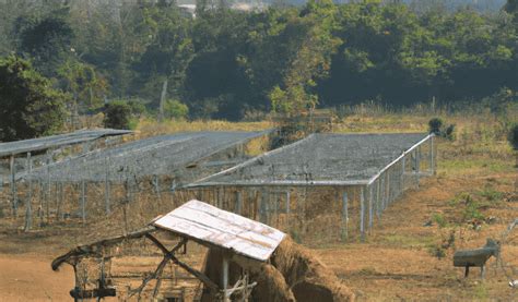 Supporting Local Farmers and Boosting Economies: The Journey of Jackfruit from Farm to Table