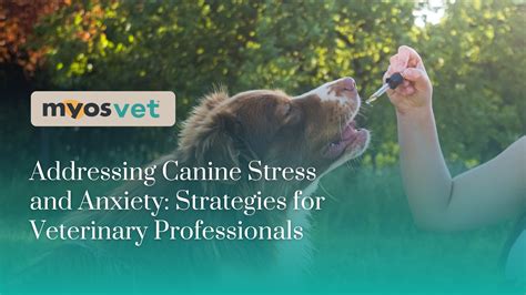 Supporting Your Canine Companion: Addressing Anxiety and Fear