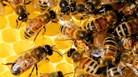 Supporting the Bee Population: Individual Actions That Make a Difference