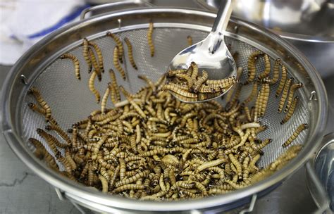 Surprising Benefits of Consuming Dishes Made With Worms