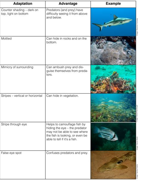 Survival Strategies: Fish Adaptations in Diverse Environments