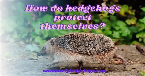 Survival Tactics of Hedgehogs: How They Protect Themselves