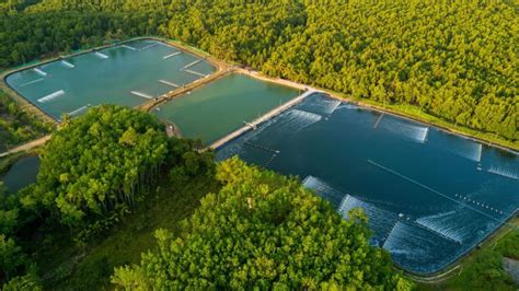 Sustainable Farming: The Secret Behind Environmentally-Friendly Shrimp