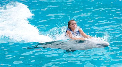 Swim alongside Dolphins: An Unforgettable Encounter of a Lifetime