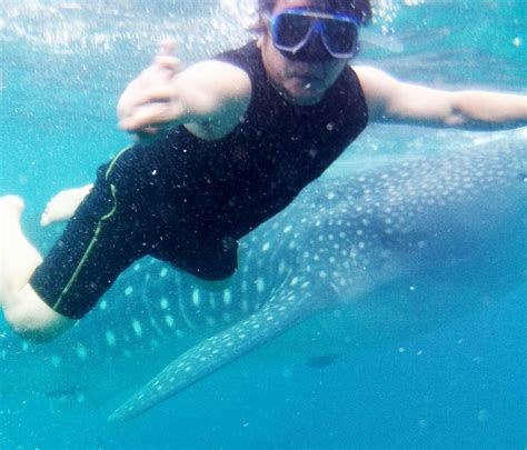 Swim alongside gentle giants: the awe-inspiring whales