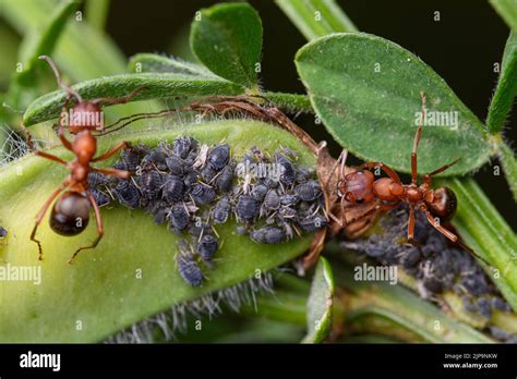 Symbiotic Relationships: Partnerships of Busybodies in the Army Ants Realm