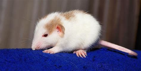 Symbolic Significance of Albino Rodents in Dreamscapes